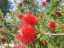 plants10.jpg