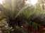 plants4.jpg