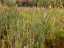 plants6.jpg