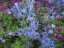 plants7.jpg