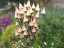 plants8.jpg