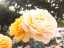 roses1.jpg