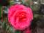 roses2.jpg