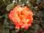 roses3.jpg