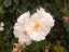 roses4.jpg