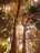 trees1.jpg