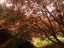 trees2.jpg