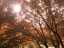 trees3.jpg
