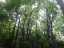 trees5.jpg