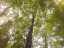 trees6.jpg