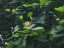 blossom1.jpg