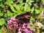 butterfly1.jpg