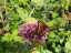 butterfly2.jpg