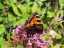 butterfly3.jpg