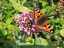 butterfly4.jpg