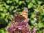 butterfly6.jpg