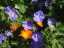 flowers1.jpg