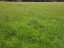 meadow2.jpg
