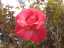 roses2.jpg