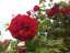roses3.jpg
