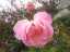roses5.jpg