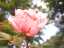 roses6.jpg