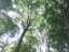 trees1.jpg