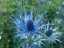flowers1.jpg