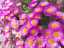 flowers10.jpg