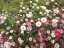 flowers2.jpg