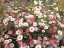 flowers3.jpg