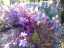 flowers4.jpg