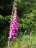flowers5.jpg
