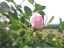 flowers6.jpg