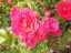 flowers7.jpg