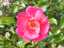 flowers8.jpg