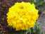 flowers9.jpg