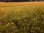 meadow1.jpg
