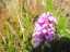 orchid3.jpg