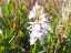 orchid4.jpg
