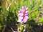 orchid5.jpg