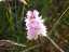 orchid6.jpg